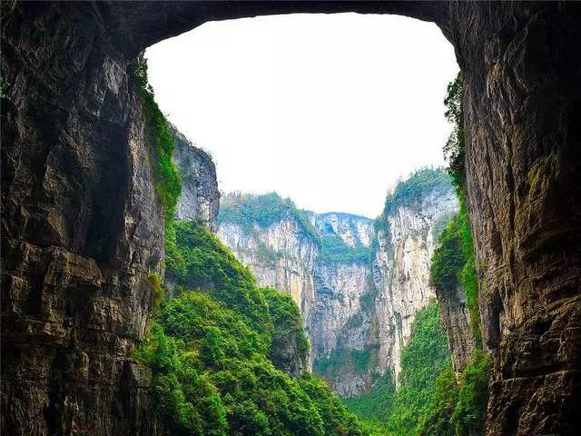 寻找奈良树花